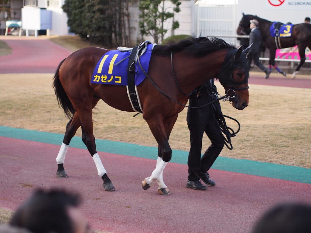【アンタレスS予想2019】カゼノコ、5年ぶり勝利となるか
