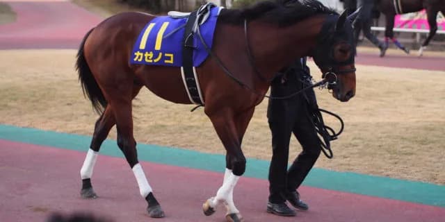 【アンタレスS予想2019】カゼノコ、5年ぶり勝利となるか