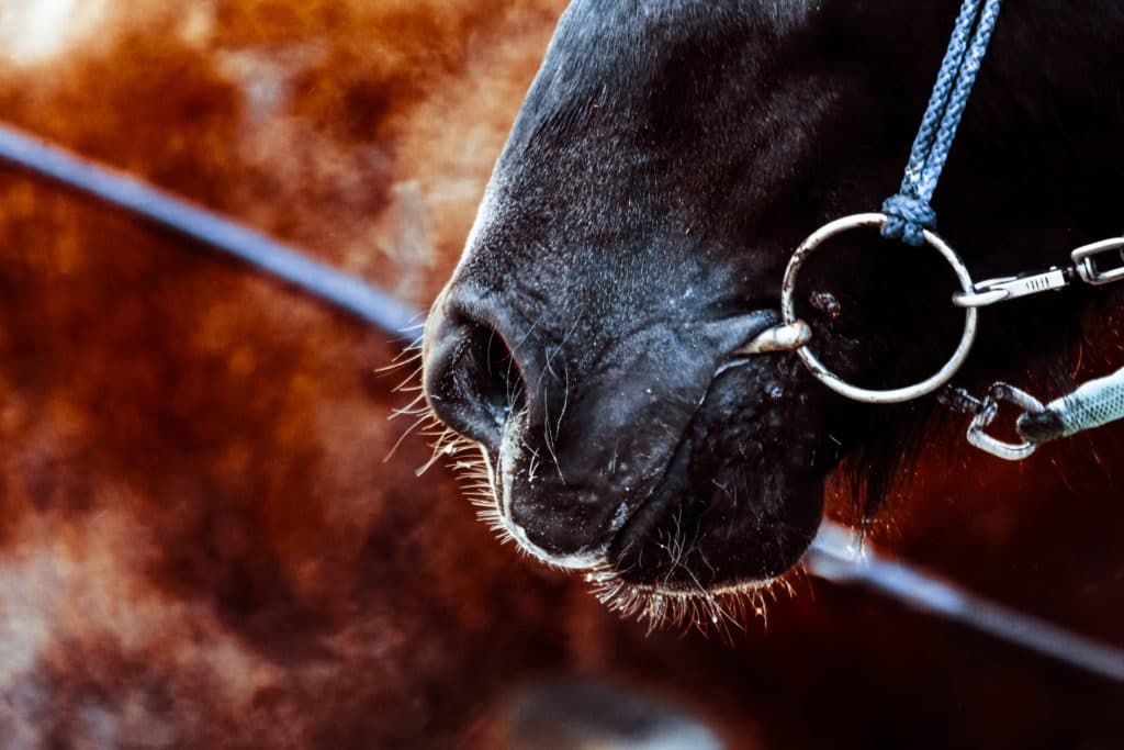 【札幌日経OP予想2019】4年目モンドインテロ、昨年の巻き返し図る
