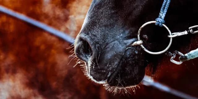 【JRA小倉記念2023予想】秘めた素質開花なるか？最大の狙い目は〝この馬〟だ！