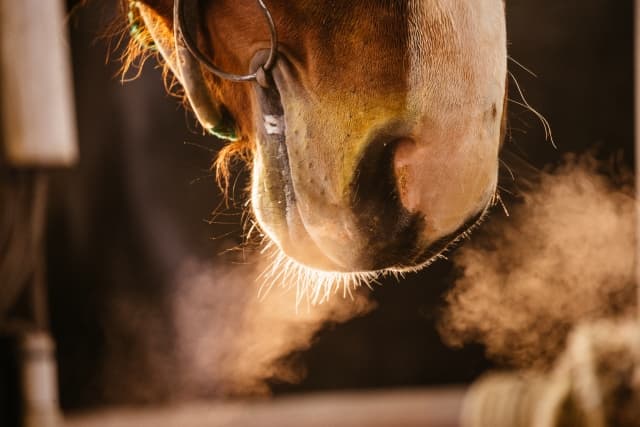 【新潟大賞典2019予想】クリノヤマトノオー、前走一番人気で敗戦からの巻き返しなるか？