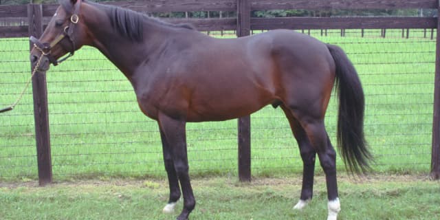 ディープインパクト、亡くなる