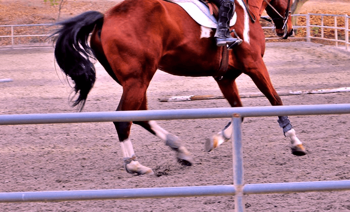 【京都新聞杯2019予想】調教・最終追い切りが高評価の馬トップ3