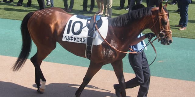 【メイS予想2019】古豪ベルキャニオン、D.レーン騎手とのコンビで完全復活か