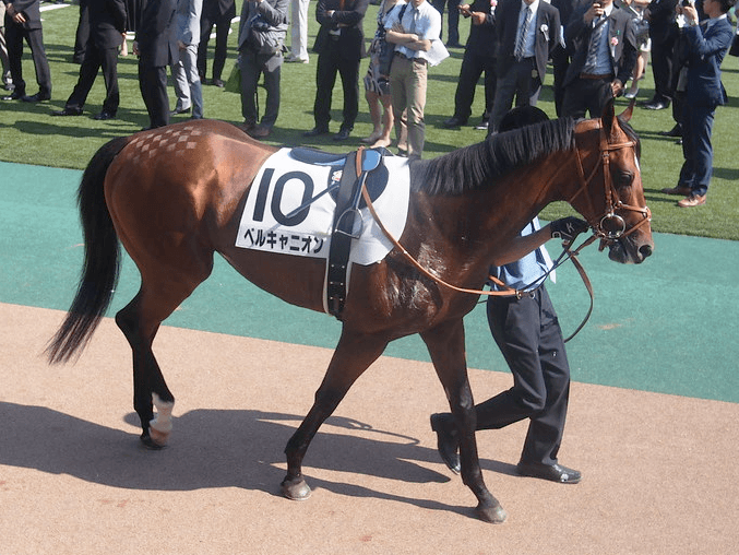 【メイS予想2019】古豪ベルキャニオン、D.レーン騎手とのコンビで完全復活か