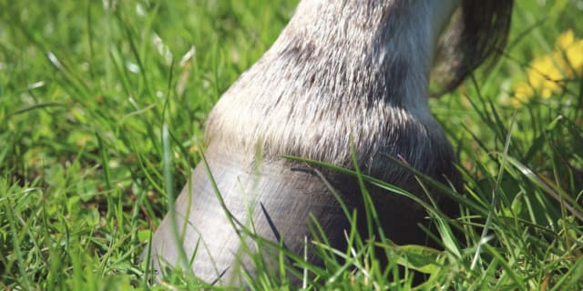 【JRA】ハヤヤッコの次走はオールカマー、当初の札幌記念から目標変更