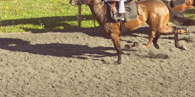 【函館スプリントS予想2019】調教・最終追い切りが高評価の馬トップ3