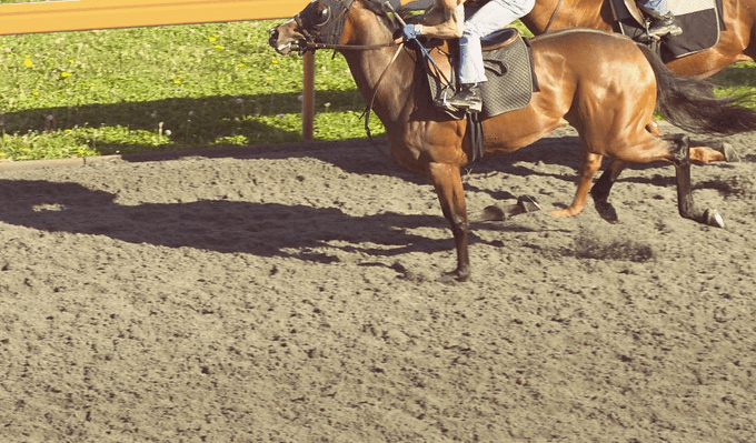 【鳴尾記念2019予想】調教・最終追い切りが高評価の馬トップ3