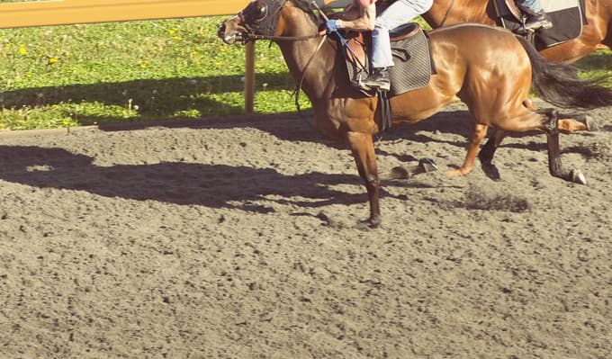 【クイーンS予想2019】調教・最終追い切りが高評価の馬トップ3