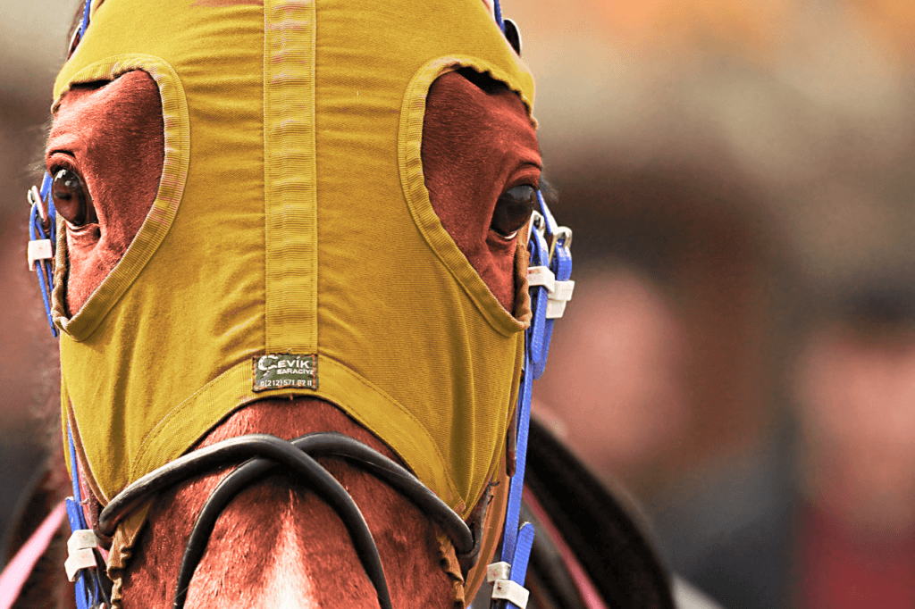 【京都新聞杯2019予想】きさらぎ賞組の期待馬、タガノディアマンテで間違いなしか