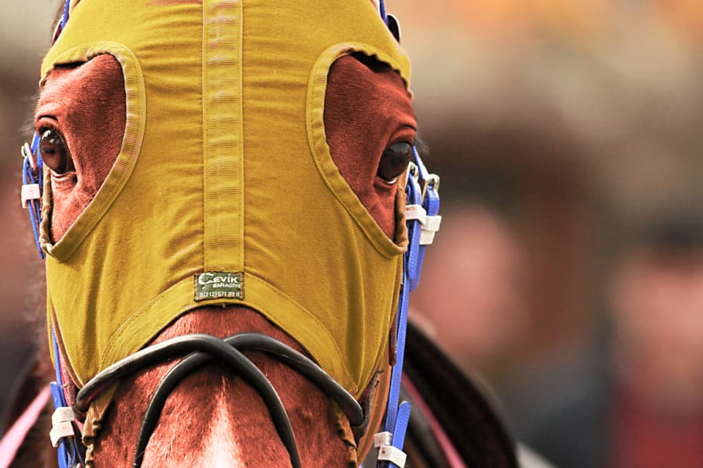 【京都新聞杯2019予想】きさらぎ賞組の期待馬、タガノディアマンテで間違いなしか