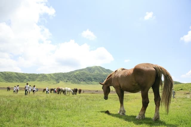 宿泊も可能なうらかわ優駿ビレッジAERU、今年からダートの名馬も仲間入り