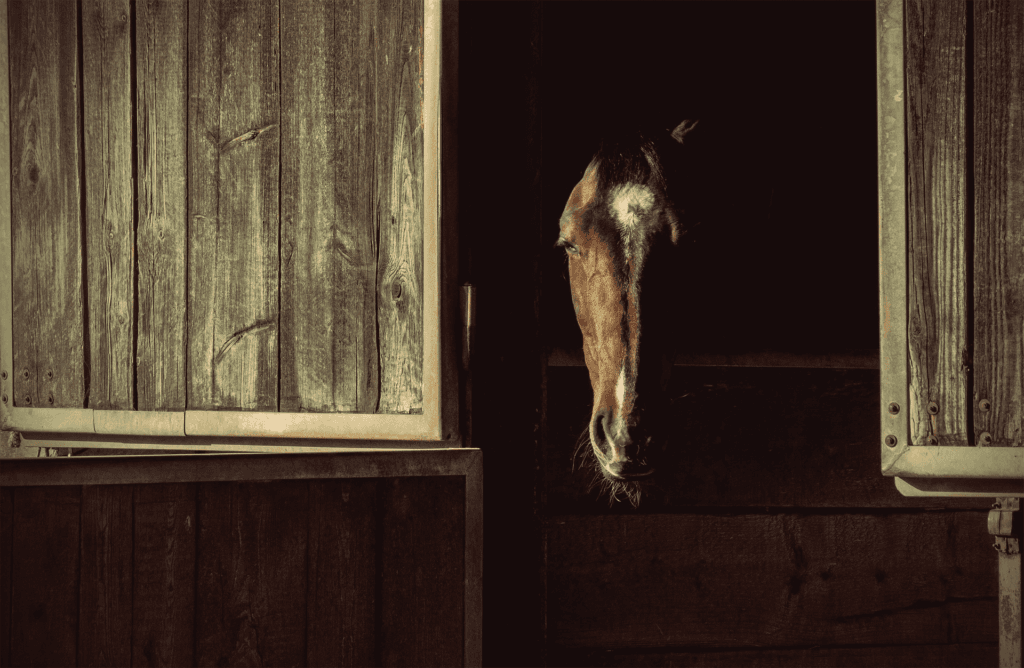 今年の2歳戦で注目したい産駒誕生！雄大な馬体を受け継ぐリピーター多数の種牡馬とは？