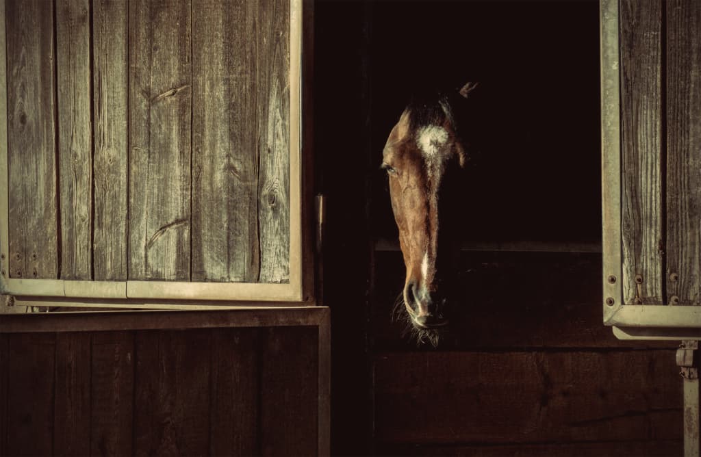 今年の2歳戦で注目したい産駒誕生！雄大な馬体を受け継ぐリピーター多数の種牡馬とは？