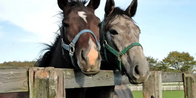 夏休みのレジャーに最適？新ひだかの牧場めぐる「しずないロマンロード号」