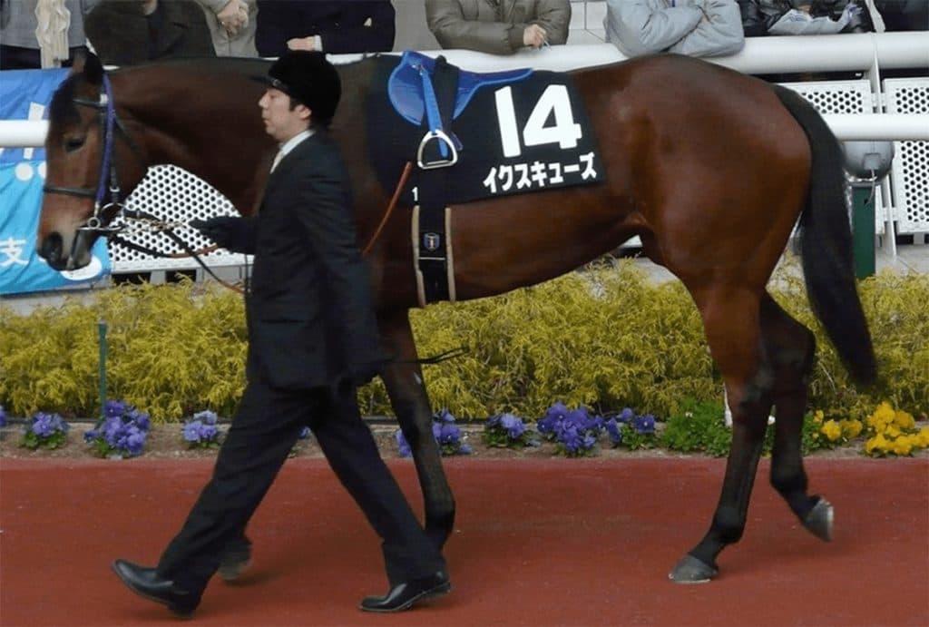 ボストンハーバーの血を繋ぐイクスキューズ、繁殖としてまだまだ期待