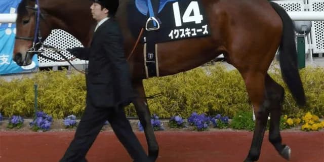 ボストンハーバーの血を繋ぐイクスキューズ、繁殖としてまだまだ期待