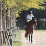 【きさらぎ賞2026予想】ゾロアストロが1週前追い切りで上々の動き、重賞獲りへ視界良好