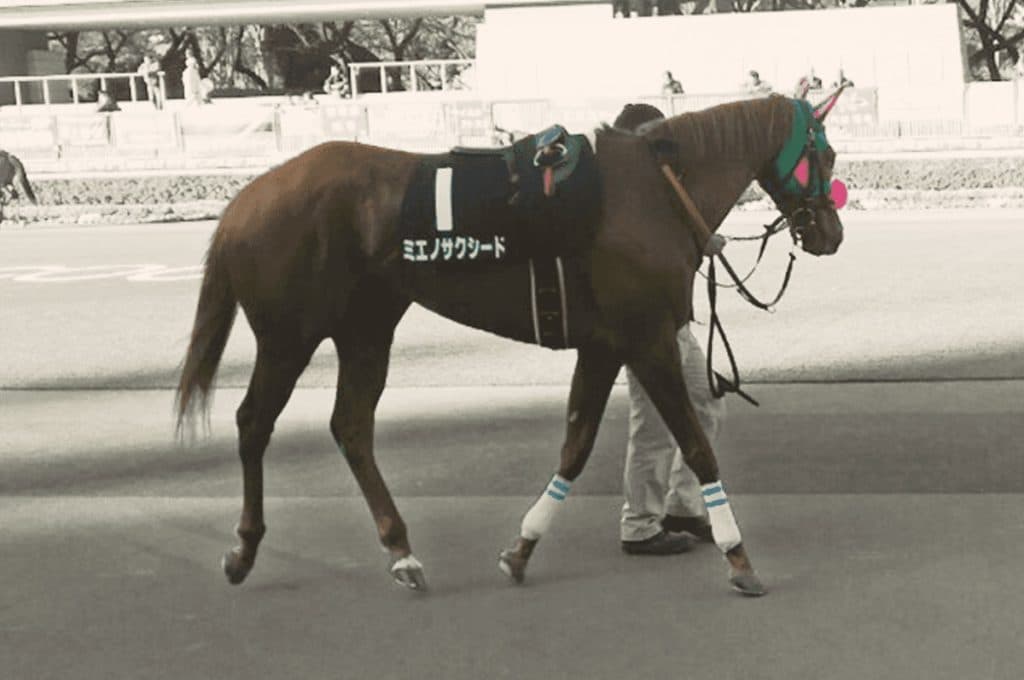 【中京記念2019予想】ミエノサクシード、今年は条件向く