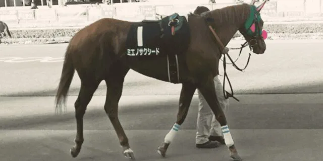 【中京記念2019予想】ミエノサクシード、今年は条件向く