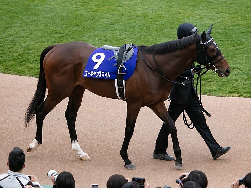 【新潟記念2019予想】ユーキャンスマイル、休み明けでも勝ち負け狙えるか？