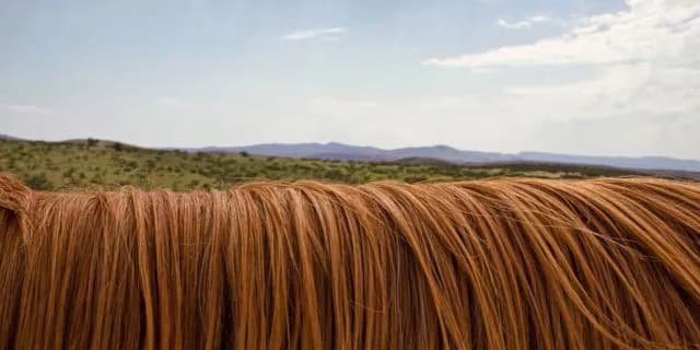 名馬の“たてがみ”切り取られる被害相次ぐ、93年のダービー馬ウィニングチケットも