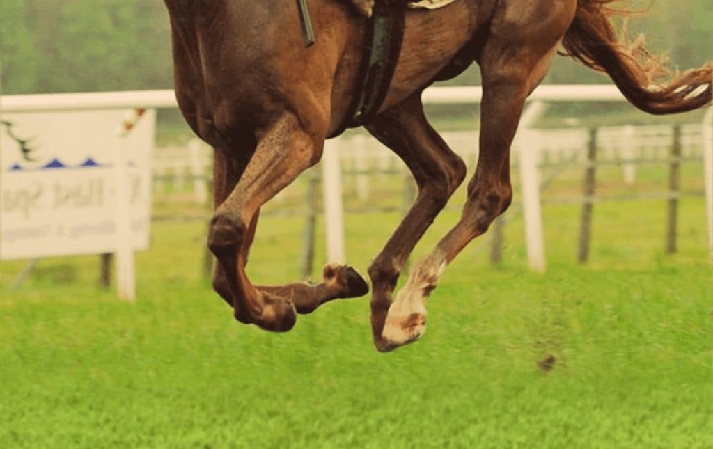 【ローズS予想2019】先行力生かせるメイショウショウブで勝負！