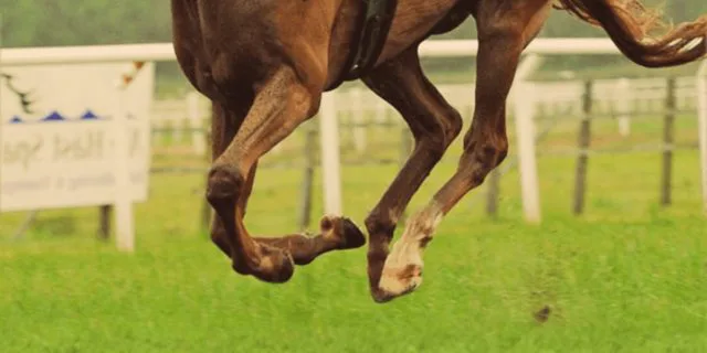 【ローズS予想2019】先行力生かせるメイショウショウブで勝負！