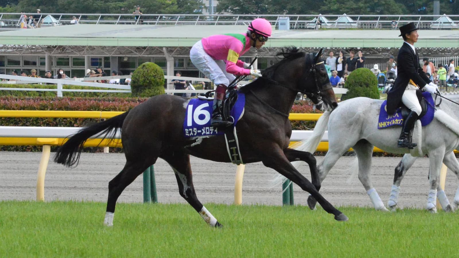 スプリンターズS・4着のミスターメロディ、ブリーダーズカップ参戦へ