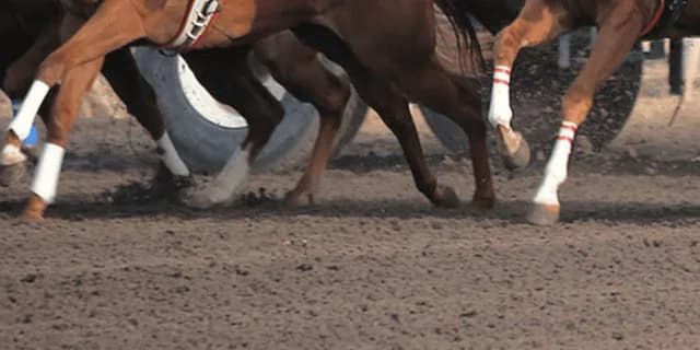 【BCフィリー＆メアターフ2023】カギは“コース”と“距離”の適性？ウインマリリンの適性はいかに