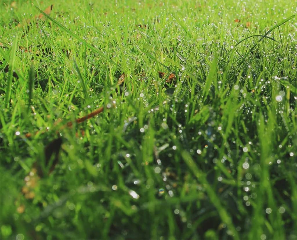 JRA関屋記念（2021）はタフな馬場をこなせる馬を狙え！