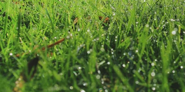 JRA関屋記念（2021）はタフな馬場をこなせる馬を狙え！