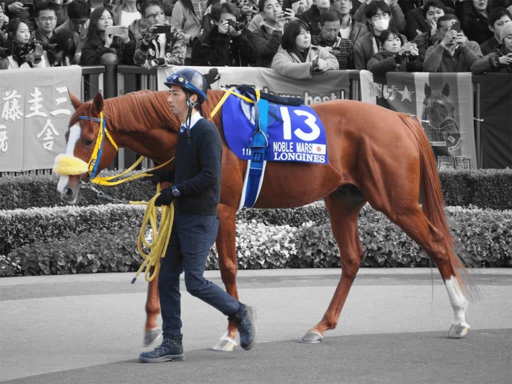 【京都記念2020予想】7歳馬ノーブルマーズ、侮るべからず