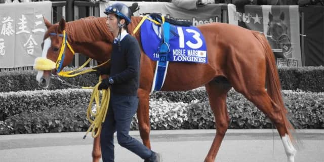 【京都記念2020予想】7歳馬ノーブルマーズ、侮るべからず