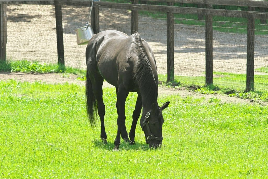 シンボリクリスエス、種牡馬引退。余生はシンボリ牧場で