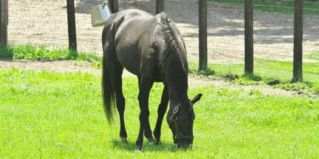 シンボリクリスエス死亡、蹄葉炎で