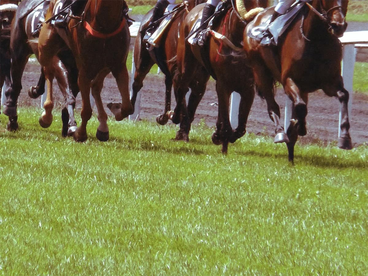 【東京優駿（日本ダービー）】相変わらずの高速馬場？馬場傾向を距離別データで分析・予想