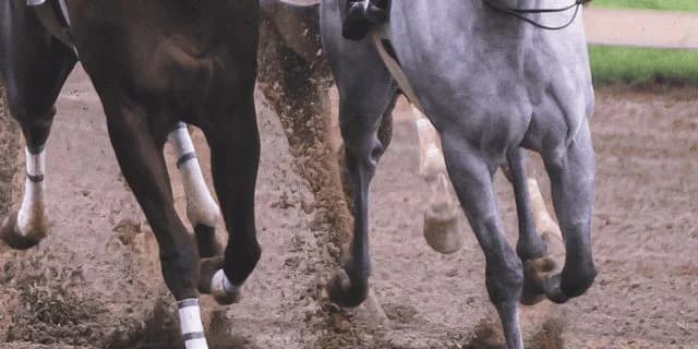 【武蔵野S予想2019】砂の王者を目指す強豪が集結！エアアルマスやサンライズノヴァなど出走予定馬を考察