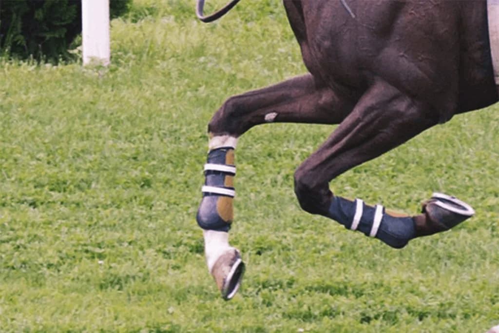 【こうやまき賞2019予想】レイデオロ半弟アブソルティスモ、クラシックにも繋がるマイル条件戦へ