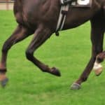 【京都2歳S予想2025】操縦性抜群のバルセシート、2Fの距離延長も問題なしか？