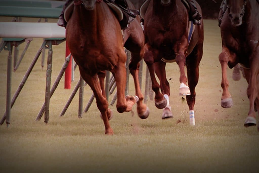 【神戸新聞杯】実績上位のハーツコンチェルト、課題は「右回り」と「スタート」