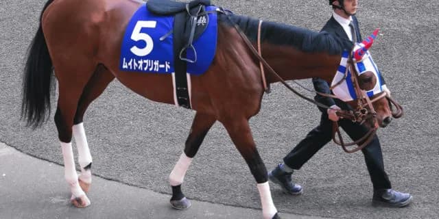 【ジャパンカップ2019予想】2400mベストのムイトオブリガード、ルメールが強み引き出す