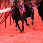 【新潟日報賞2026】人気馬に死角あり？夏競馬で一変が期待できる伏兵を深掘り