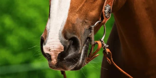 【豊明ステークス2025予想】キタサンダムールの3連勝なるか？実績ある3歳勢も虎視眈々