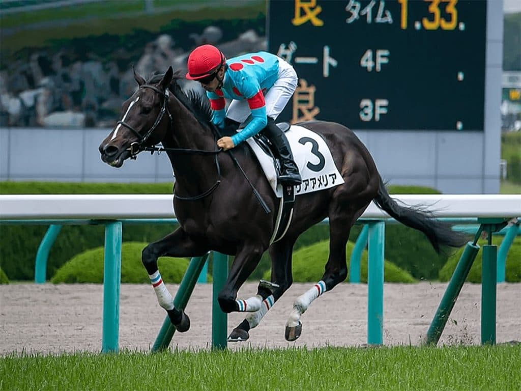 【阪神JF予想2019】リアアメリアで鉄板か？