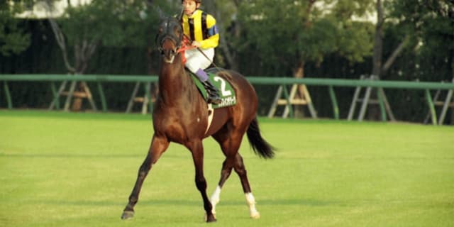 ダンスインザダーク、老衰のため死亡