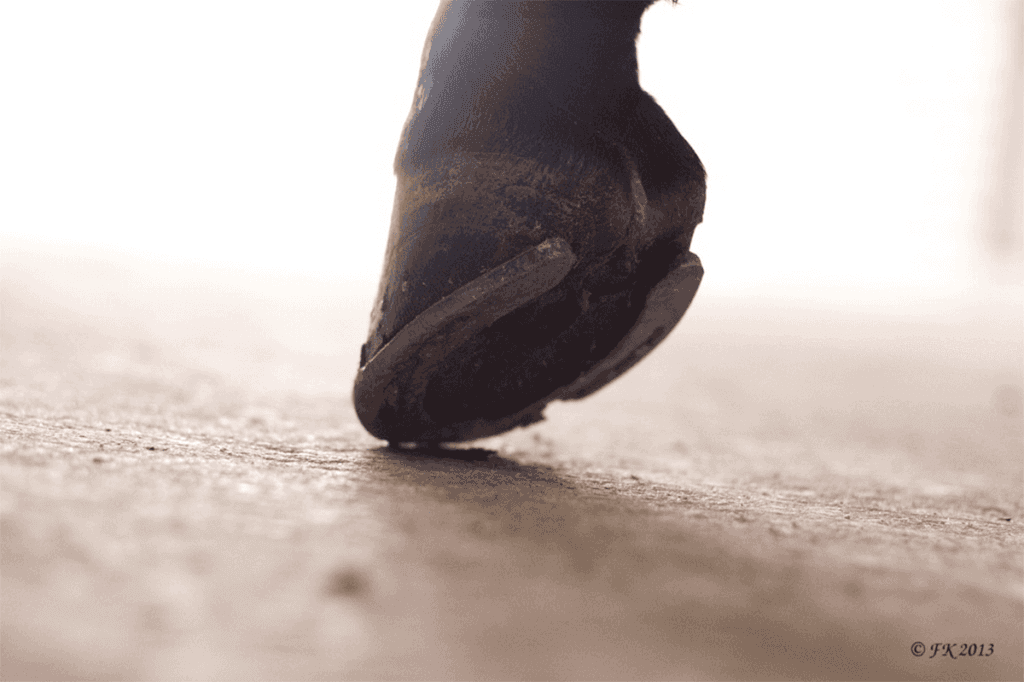 【JRA関屋記念2025】ボンドガール、折り合い面に進展あり？気性改善で巻き返し態勢万全か