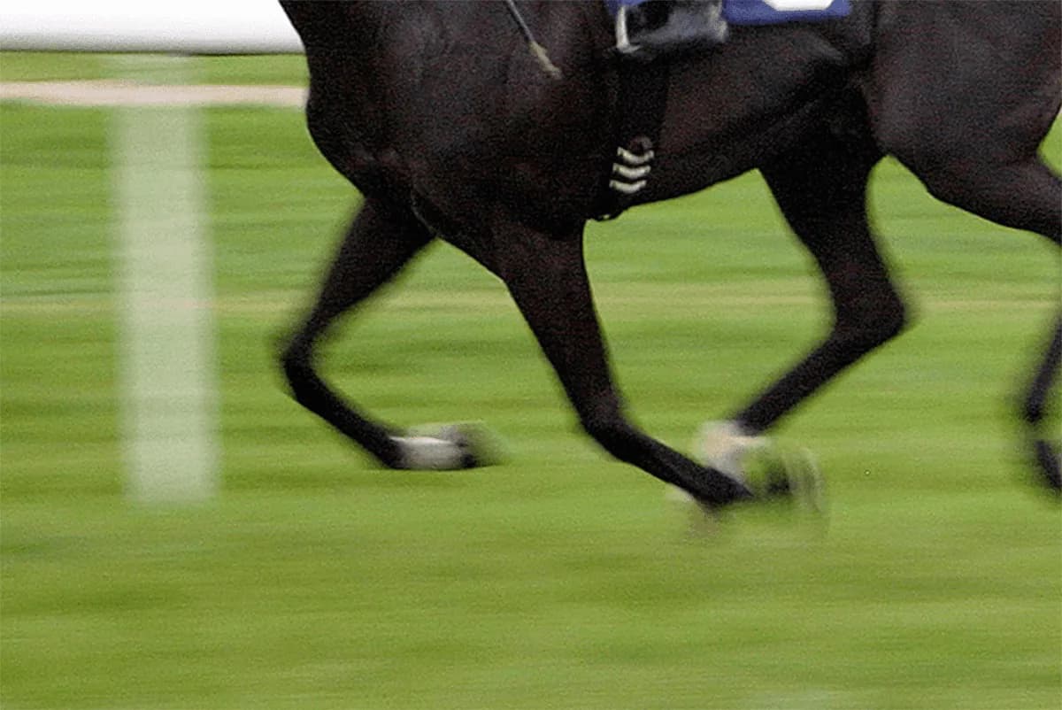 【ステイヤーズS予想2025】しぶとさが武器のヴェルテンベルク、持続力勝負ならこの馬