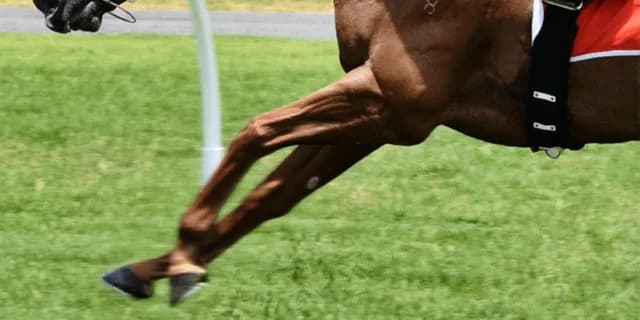 【シンザン記念2020予想】オーマイダーリン末脚炸裂なるか？“馬場”と“イレ込み”がカギ