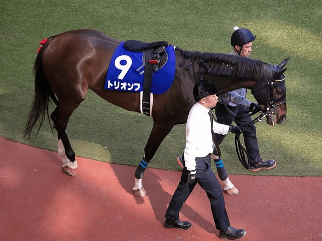 トリオンフ引退、乗馬に